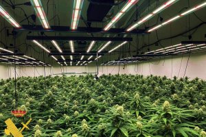 Plantaciones de marihuana halladas en Vícar.