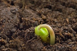 La norma recoge compromisos incluidos en las 43 medidas de apoyo al sector agrario