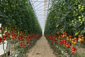 Andalucía rompe récord en exportaciones agroalimentarias con 8.903 millones de euros.