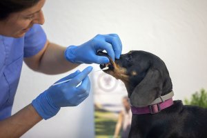 Cada vez son más mascotas en Almería.
