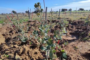 Plántulas de encina
