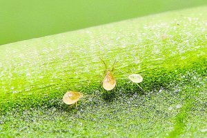 PHYTOplus: La nueva propuesta contra araña roja de Agrobío aporta ventajas en todos los aspectos.
