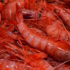 Gamba roja de Garrucha.