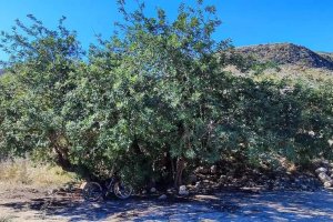 Ejemplar de algarrobo en la provincia de Almería