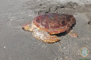 Tortuga boba rescatada este 14 de septiembre en la orilla de la playa de El Zapillo.