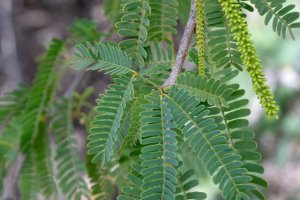 Un árbol de Almería es exclusivo en Europa. ANDRÉS IVORRA (@andresivorra)