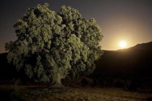 Fotografía ganadora del Safari Fotográfico 'Sierra de Serón' en 2014.