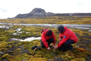 Investigadores recolectando hongos en la Antártida