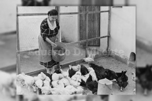 Echando de comer a las gallinas en el terrao de la casa de la familia Bas, en la antigua calle de Eusebio Arrieta (hoy José Ángel Valente.