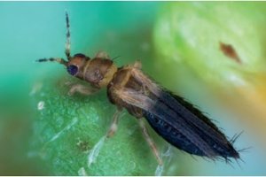 Macho Thrips parvispinus