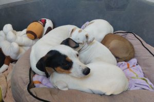 Perros del refugio APA Nueva Vida Huércal-Overa.