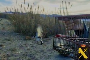 Imagen de una de las aves capturadas por el hombre.