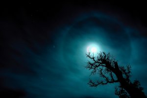 Mejor Fotografía del Safari Fotográfico "Sierra de Serón" 2024.