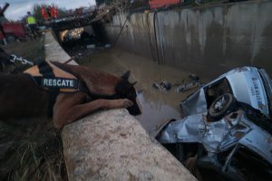 Uno de los canes de la unidad de rescate almeriense.