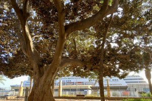 Ejemplar de ficus monumental que se va a tratar