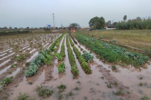 Daños producidos por la DANA
