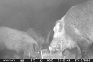 Vista del jabalí en la noche de la captura.
