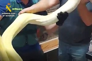 Agentes de la Guardia Civil muestran uno de los ejemplares encontrados.