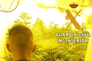 Un agente de la Guardia Civil en la plantación.