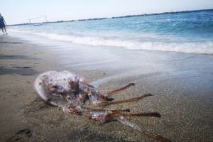 Las medusas han hecho acto de presencia en El Zapillo. Foto de Pepe Martínez.