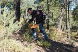 Setas ligadas a bosques jóvenes como en níscalo, el pie azul o la pata de perdiz pueden encontrarse en la zona de El Serbal. Foto de V. N.