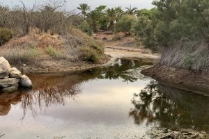 Imagen del mal estado de las aguas y vegetación del parque.