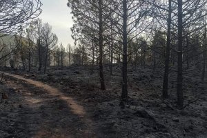 Una zona de pinar totalmente calcinada en la Sierra de Gádor.