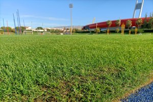 Una hierba que aguanta mejor la humedad y las temperaturas de Almería.