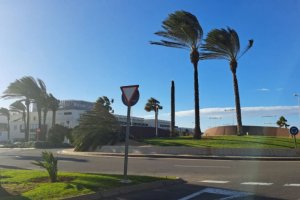 Palmera caída en El Toyo.