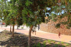 La nueva vegetación llega al \'Gran Parque de las Familias\' de El Ejido.