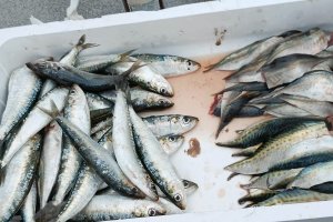 Sardina y caballa limpias y dispuestas para la lumbre.