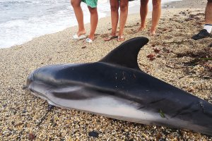 Delfín muerto en la costa de Cuevas. 