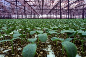 Soluciones para todo tipo de cultivos 