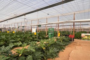 Jornada de puertas abiertas en Gautier Semences.