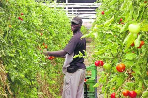 Un jornalero inmigrante laborando en un invernadero almeriense.