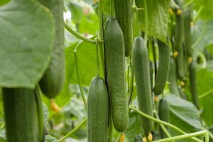 No se podrán comercializar las segundas categorías de pepino largo tipo holandés