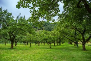 La salud de las plantas está cada vez más amenazada por el cambio climático