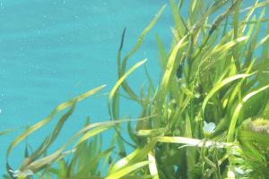 El alga produce la hormona en el espacio periplásmico, donde se encuentra la enzima