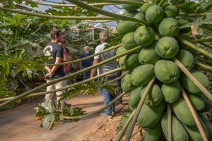 Cultivo de papaya