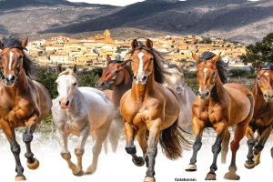La IV Feria del Caballo se celebrará mañana a partir de las 9:00 horas.