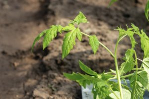 an demostrado que el consorcio bacteriano aumenta el peso tras la germinación y la longitud de las raíces.
