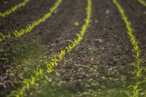 Un estudio analiza si la tierra agrícola puede alimentar al mundo y frenar el cambio climático