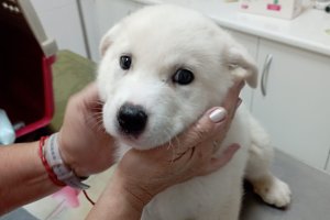 Un cachorro de mastín recién rescatado por la protectorañ.