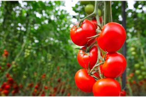 Se está aplicando en el cultivo de especies de interés agronómico tales como el tomate
