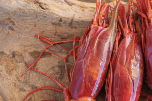 Reducen los límites de captura de la gamba roja en un 10%