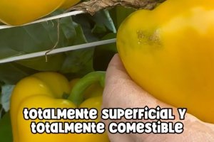 Uno de los pimientos marcados con Trip que se muestran en el video.
