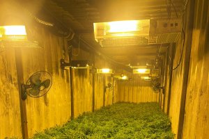 Interior del sótano donde se encontraba el cultivo.