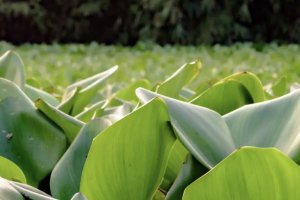 La implicación de la ciudadanía en la investigación, juega un papel esencial en la detección temprana de especies invasoras