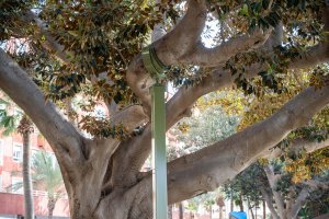 Este es el sistema de sujeción del ficus centenario