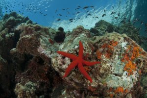 Punta Javana-Medio Marino. FOTO: Agustin Barrajon.